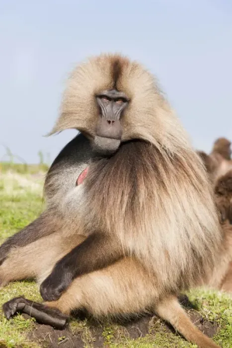 Framed Print : Gelada, Gelada Baboon (Theropithecus gelada), Ethiopia Framed Print : Gelada, Gelada Baboon (Theropithecus gelada), Ethiopia