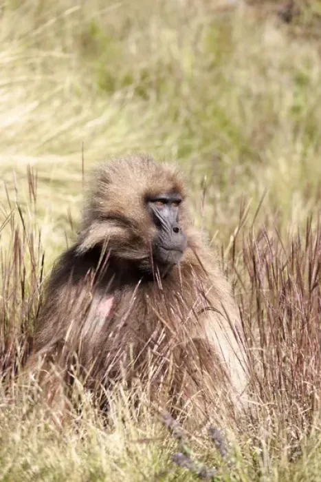 Framed Print : Gelada, Gelada Baboon (Theropithecus gelada), Ethiopia Framed Print : Gelada, Gelada Baboon (Theropithecus gelada), Ethiopia