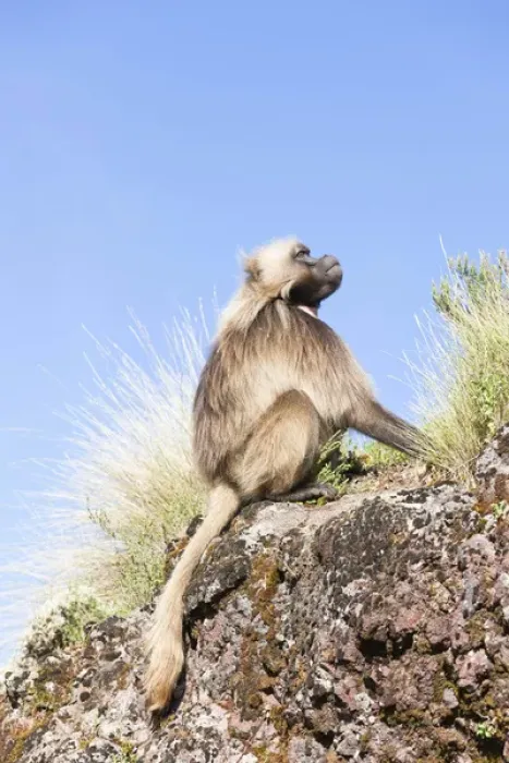 Framed Print : Gelada, Gelada Baboon (Theropithecus gelada), Ethiopia Framed Print : Gelada, Gelada Baboon (Theropithecus gelada), Ethiopia