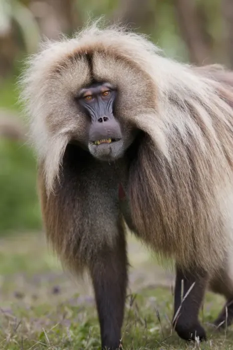 Framed Print : Gelada, Gelada Baboon (Theropithecus gelada), Ethiopia Framed Print : Gelada, Gelada Baboon (Theropithecus gelada), Ethiopia