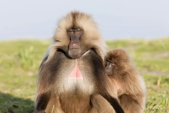 Framed Print : Gelada, Gelada Baboon (Theropithecus gelada), Ethiopia