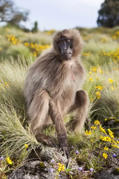 Framed Print : Gelada, Gelada Baboon (Theropithecus gelada), Ethiopia