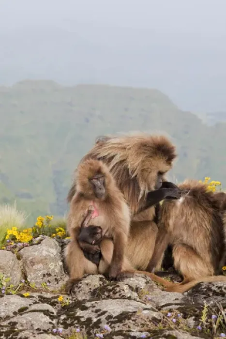 Framed Print : Gelada, Gelada Baboon (Theropithecus gelada), Ethiopia Framed Print : Gelada, Gelada Baboon (Theropithecus gelada), Ethiopia