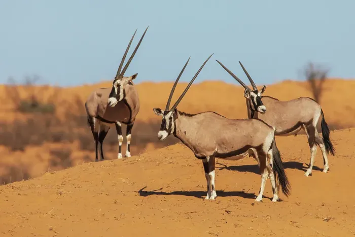 Framed Print : Gemsbok bulls diligently watching a water hole for possible predators hiding nearby in the dry Kalahari Desert in southern Africa Framed Print : Gemsbok bulls diligently watching a water hole for possible predators hiding nearby in the dry Kalahari Desert in southern Africa