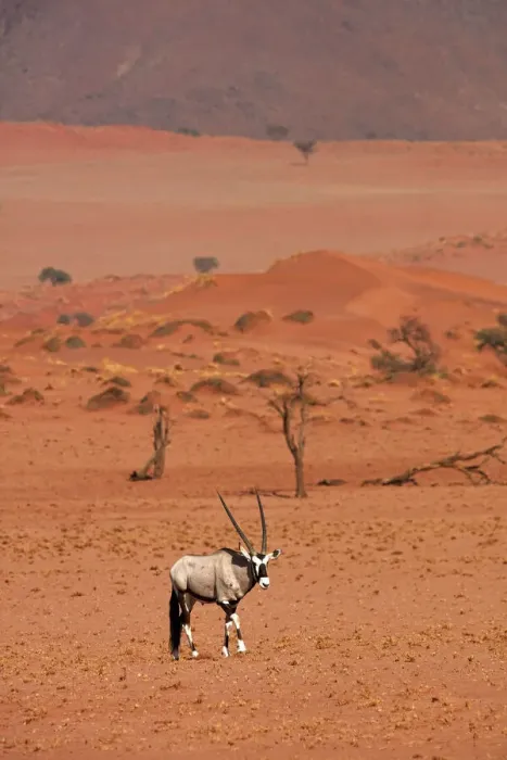 Framed Print : Gemsbok (oryx gazella), NamibRand Nature Reserve, Southern Namibia, Africa Framed Print : Gemsbok (oryx gazella), NamibRand Nature Reserve, Southern Namibia, Africa