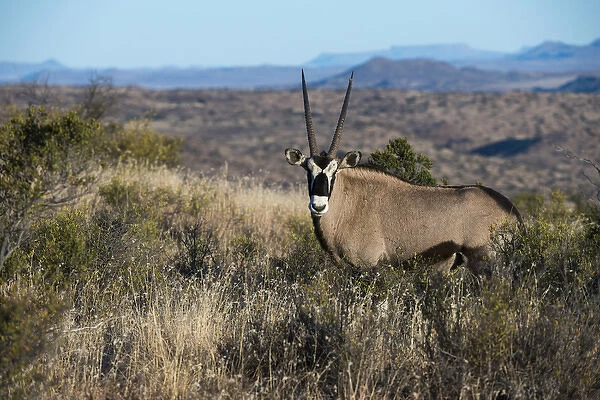 Gemsbok (Oryx gazella), Private game ranch, Great Karoo, SOUTH AFRICA