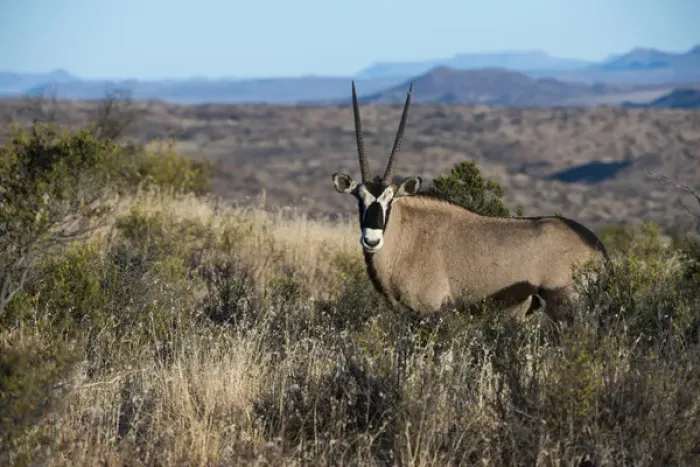 Framed Print : Gemsbok (Oryx gazella), Private game ranch, Great Karoo, SOUTH AFRICA Framed Print : Gemsbok (Oryx gazella), Private game ranch, Great Karoo, SOUTH AFRICA
