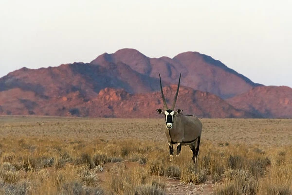 Gemsbok (Oryx Gazella) in southern Namib Desert, Sesriem. Hardap Region, Namibia