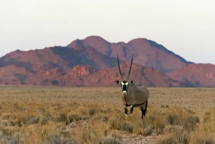 Framed Print : Gemsbok (Oryx Gazella) in southern Namib Desert, Sesriem. Hardap Region, Namibia Framed Print : Gemsbok (Oryx Gazella) in southern Namib Desert, Sesriem. Hardap Region, Namibia
