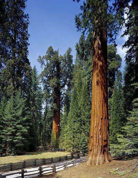 General Sherman tree in the background, the largest living tree (by volume), Sequoia National Park