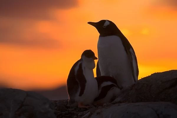 A gentoo penguin