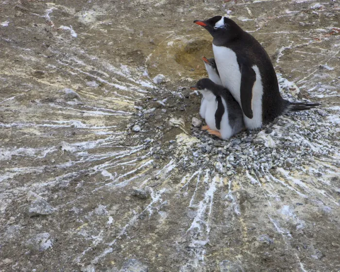 Framed Print : Gentoo Penguin. Barrientos Island, South Shetland Islands, Antarctica