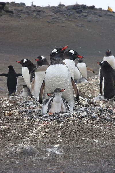 Gentoo Penguin. Barrientos Island, South Shetland Islands Antarctica