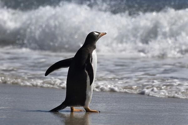 Gentoo Penguin on the beach, Falkland Islands