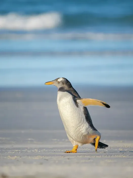 Framed Print : Gentoo Penguin on beach. South America, Falkland Islands, Saunders Island Framed Print : Gentoo Penguin on beach. South America, Falkland Islands, Saunders Island