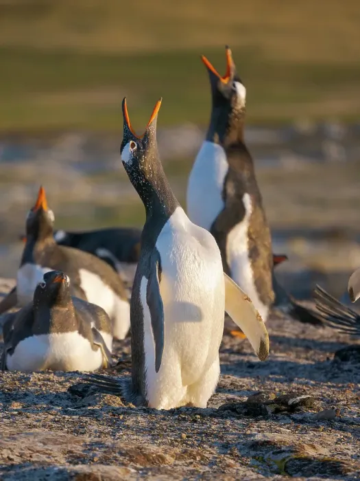 Framed Print : Gentoo Penguin calling. South America, Falkland Islands, Saunders Island Framed Print : Gentoo Penguin calling. South America, Falkland Islands, Saunders Island