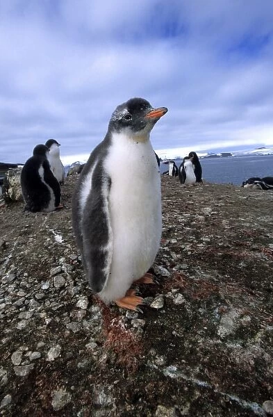Gentoo penguin chick Antarctica