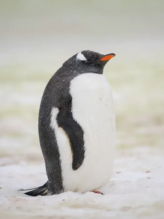 Framed Print : Gentoo penguin. Climate change resulting in more wet precipitation, threatening breeding success. Petermann Island, late summer
