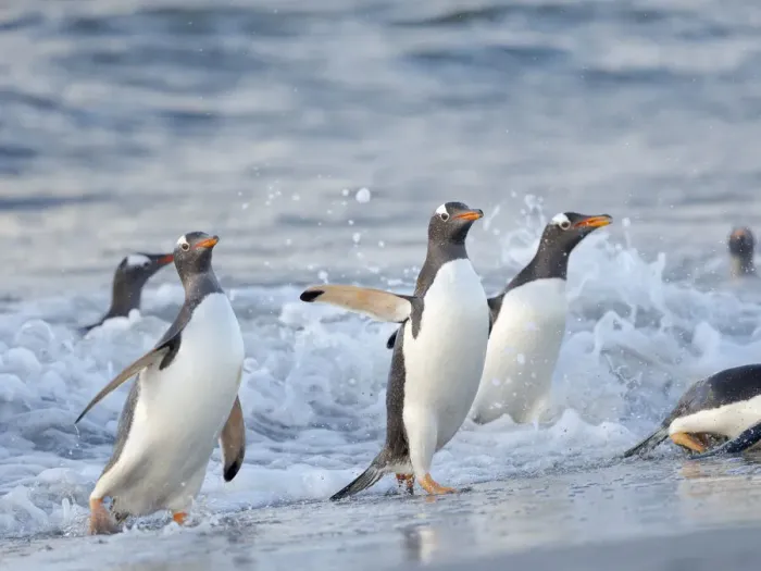 Framed Print : Gentoo penguin close to the sea on a beach in the Falkland Islands in January Framed Print : Gentoo penguin close to the sea on a beach in the Falkland Islands in January