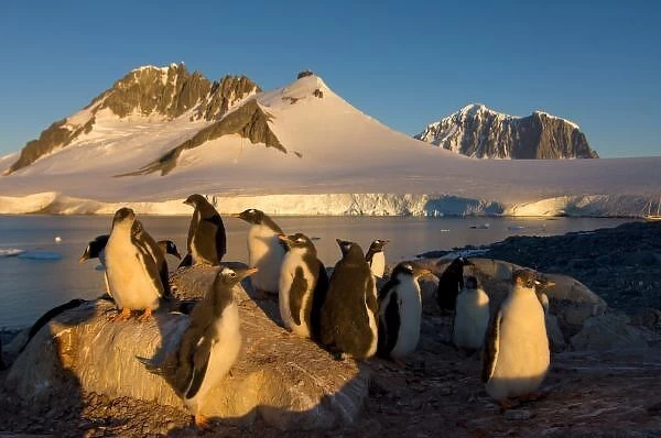 Gentoo penguin colony in Antarctica