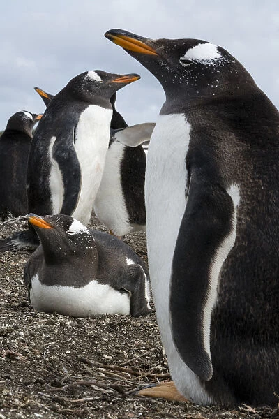 Gentoo penguin colony, Pygoscelis papua