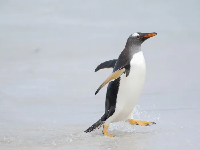 Framed Print : Gentoo penguin coming ashore on a sandy beach in the Falkland Islands in January Framed Print : Gentoo penguin coming ashore on a sandy beach in the Falkland Islands in January