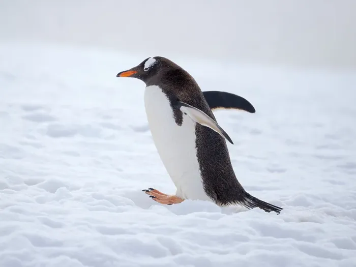 Framed Print : Gentoo penguin in deep snow in Antarctic Peninsula, Damoy Point, late summer
