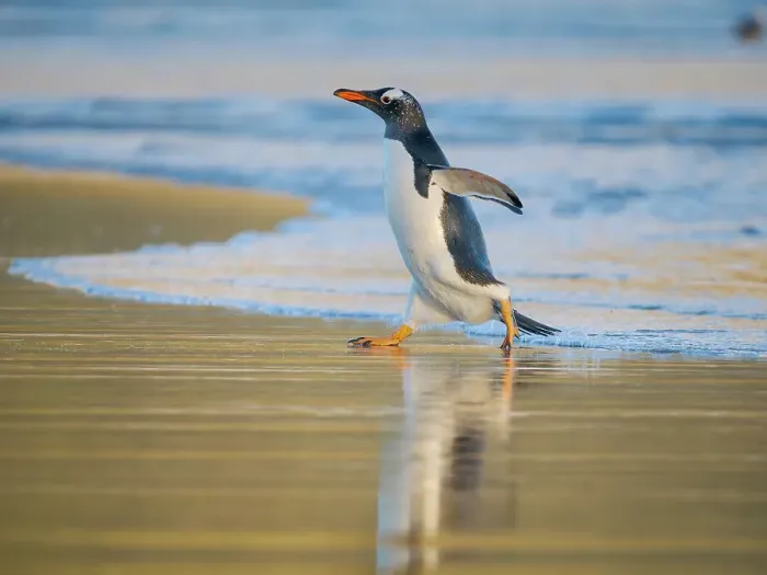 Framed Print : Gentoo Penguin during early morning at the coastline. South America, Falkland Islands, Saunders Island Framed Print : Gentoo Penguin during early morning at the coastline. South America, Falkland Islands, Saunders Island