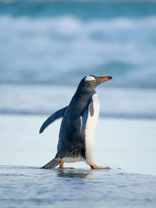 Framed Print : Gentoo Penguin during early morning at the coastline. South America, Falkland Islands, Saunders Island Framed Print : Gentoo Penguin during early morning at the coastline. South America, Falkland Islands, Saunders Island