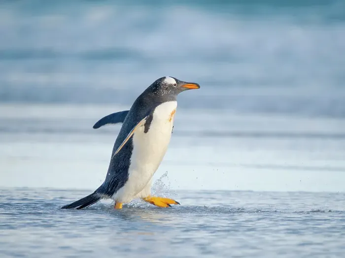Framed Print : Gentoo Penguin during early morning at the coastline. South America, Falkland Islands, Saunders Island Framed Print : Gentoo Penguin during early morning at the coastline. South America, Falkland Islands, Saunders Island
