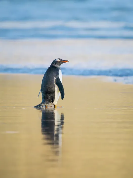 Framed Print : Gentoo Penguin during early morning at the coastline. South America, Falkland Islands, Saunders Island Framed Print : Gentoo Penguin during early morning at the coastline. South America, Falkland Islands, Saunders Island