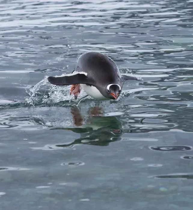 Framed Print : Gentoo penguin emerges from the ocean during a swim, Antarctica Framed Print : Gentoo penguin emerges from the ocean during a swim, Antarctica