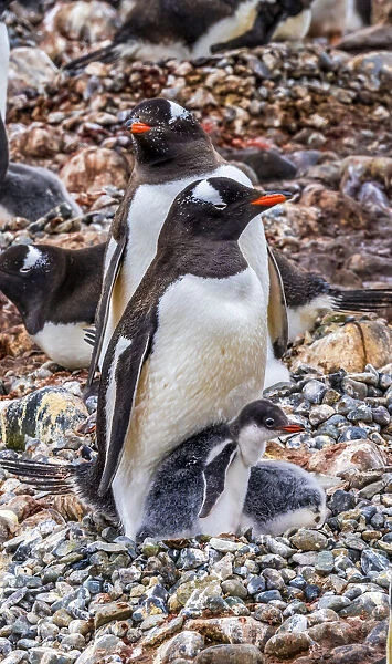 Gentoo Penguin family and chick, Yankee Harbor, Greenwich Island, Antarctica