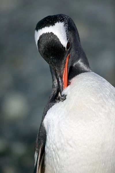 Gentoo Penguin in Neko Harbor Antarctica pennisula, preening coat well oiled to
