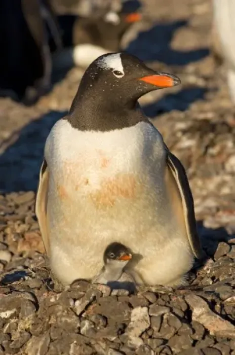 Framed Print : Gentoo penguin with newborn chick on nest Framed Print : Gentoo penguin with newborn chick on nest