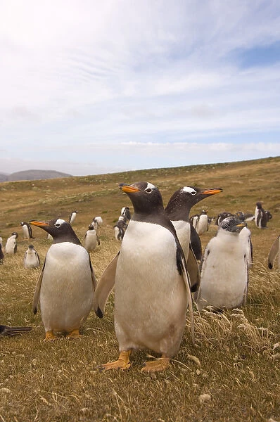 gentoo penguin, Pygoscelis papua, rookery on Beaver Island, Falkland Islands, South