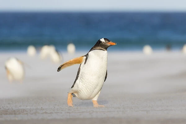 Gentoo Penguin (Pygoscelis papua) on the Falkland Islands, crossing a wide sandy