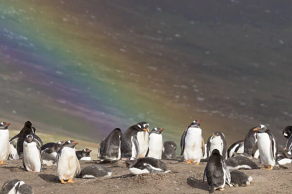 Gentoo Penguin (Pygoscelis papua) on the Falkland Islands, rookery under a rainbow