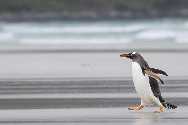 Gentoo Penguin (Pygoscelis papua) on the Falkland Islands, crossing a wide sandy