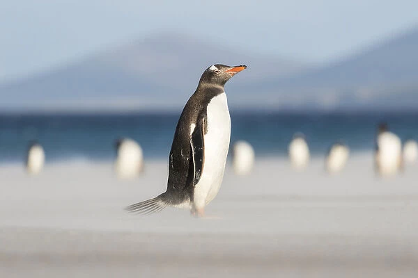 Gentoo Penguin (Pygoscelis papua) on the Falkland Islands. South America, Falkland Islands