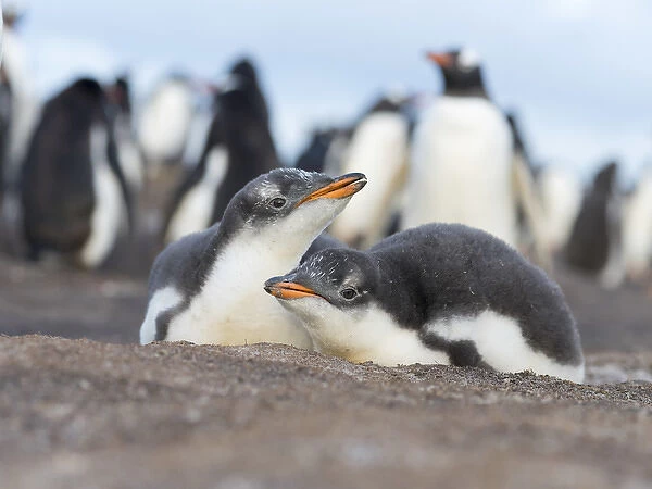 Gentoo Penguin (Pygoscelis papua) on the Falkland Islands, half grown chicks, siblings of a clutch