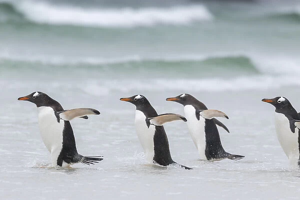 Gentoo Penguin (Pygoscelis papua) on the Falkland Islands, walking into the surf