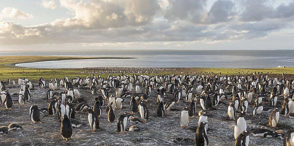 Gentoo Penguin (Pygoscelis papua), Falkland Islands. Colony. South America, Falkland Islands