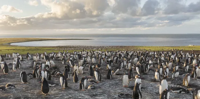 Framed Print : Gentoo Penguin (Pygoscelis papua), Falkland Islands. Colony. South America, Falkland Islands