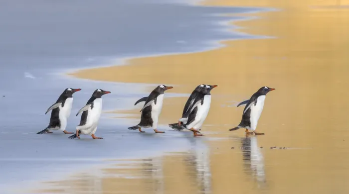 Framed Print : Gentoo Penguin (Pygoscelis papua), Falkland Islands. South America, Falkland Islands