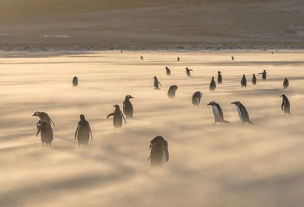 Gentoo Penguin (Pygoscelis papua), Falkland Islands. South America, Falkland Islands