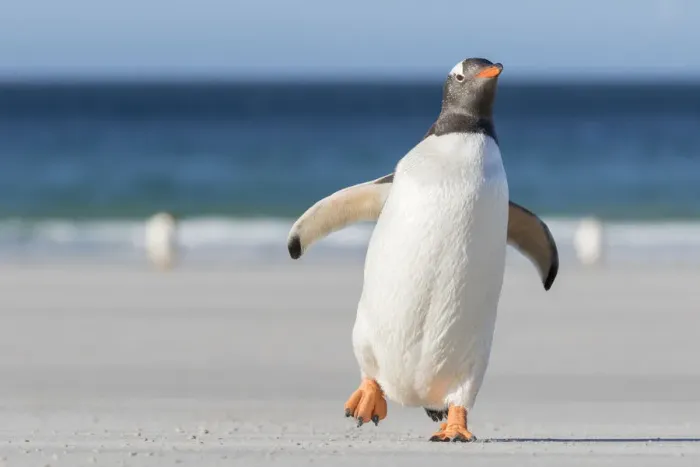 Framed Print : Gentoo Penguin (Pygoscelis papua), Falkland Islands
