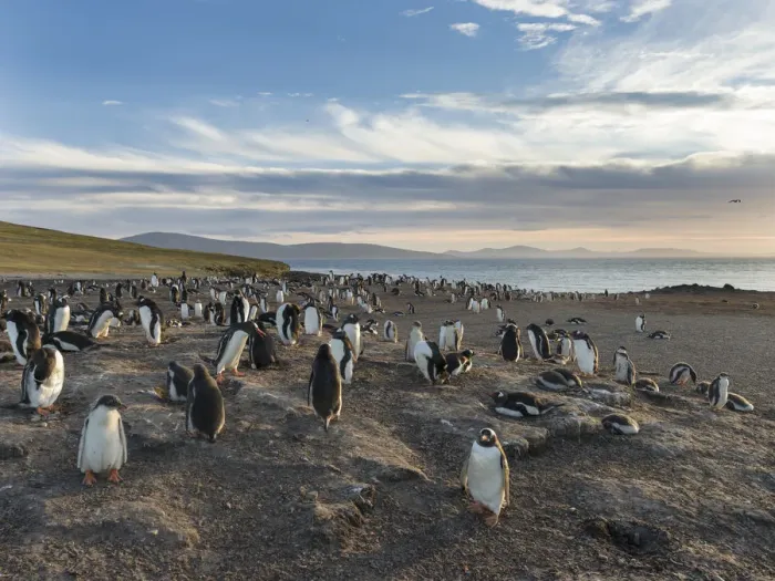 Framed Print : Gentoo Penguin (Pygoscelis papua), Falkland Islands. Colony. South America, Falkland Islands Framed Print : Gentoo Penguin (Pygoscelis papua), Falkland Islands. Colony. South America, Falkland Islands