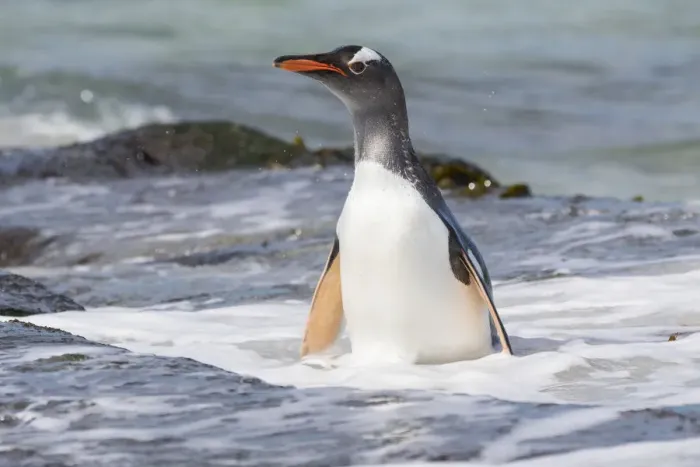 Framed Print : Gentoo Penguin (Pygoscelis papua), Falkland Islands. South America, Falkland Islands