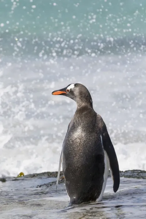 Framed Print : Gentoo Penguin (Pygoscelis papua), Falkland Islands. South America, Falkland Islands Framed Print : Gentoo Penguin (Pygoscelis papua), Falkland Islands. South America, Falkland Islands
